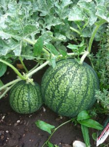 watermelon vine along the ground with a large and small watermelon growing