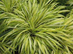 Plants for the Shade 5: Japanese Forest Grass