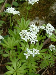 Plants for the Shade 4: Sweet Woodruff