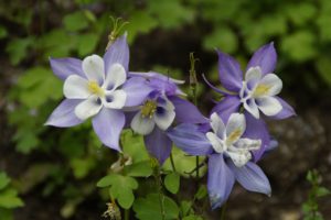 Columbine is my fifth listed fire-resistant perennial