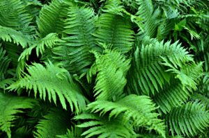 Plants for the Shade 7: Ferns