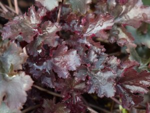 Plants for the Shade 3: Coral Bells