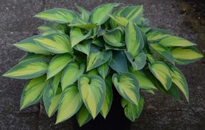 Plantain Lily is my third listed fire-resistant perennial