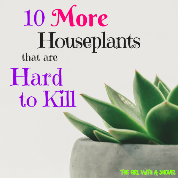 10 Easy Hard To Kill Houseplants The Girl With A Shovel 1411