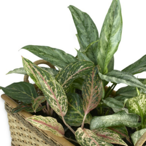 The Chinese Evergreen is a hard houseplant to kill!