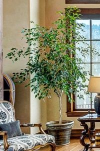 Ficus is on the list of poisonous houseplants for pets.