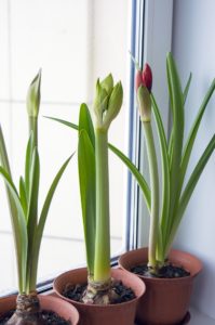 Amaryllis is on the list for poisonous houseplants for pets.