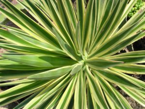 Yucca is my twelfth listed fire-resistant perennial