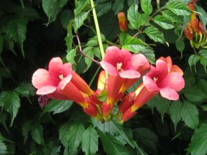 Trumpet Vine is my fourth listed fire-resistant perennial
