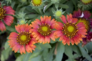 the Blanket Flower is my second listed fire-resistant perennial
