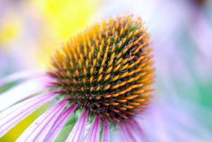 The Coneflower is my first listed fire-resistant perennial