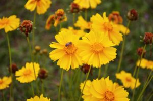 Coreopsis is my seventh listed fire-resistant perennial