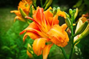 Daylily is my fifteenth listed fire-resistant perennial
