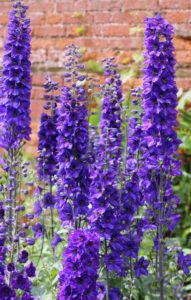 Delphinium is my eighth listed fire-resistant perennial