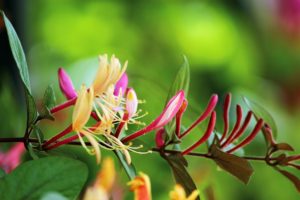 Honeysuckle is my thirteenth listed fire-resistant perennial