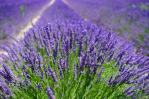 Lavender is my sixth listed fire-resistant perennial