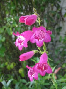 Penstemon is my eleventh listed fire-resistant perennial