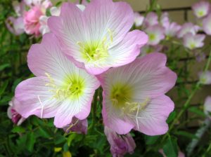 Evening Primrose is my fourteenth listed fire-resistant perennial
