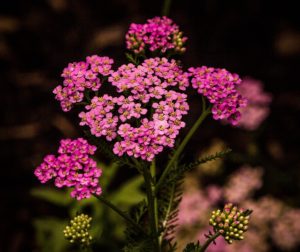 Yarrow is my ninth listed fire-resistant perennial