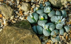 Lithops is the seventh succulent on my list of the easiest succulents to grow indoors!