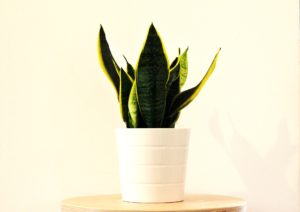 Snake plant is a poisonous houseplant for pets.