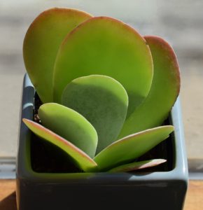 Paddle plant is the third on my list of the easiest succulents to grow indoors!