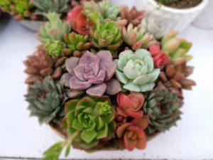 Hen and chicks are number twelve on my list of the easiest succulents to grow indoors!