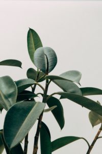 Rubber Plant is on the list for best indoor plants for low light