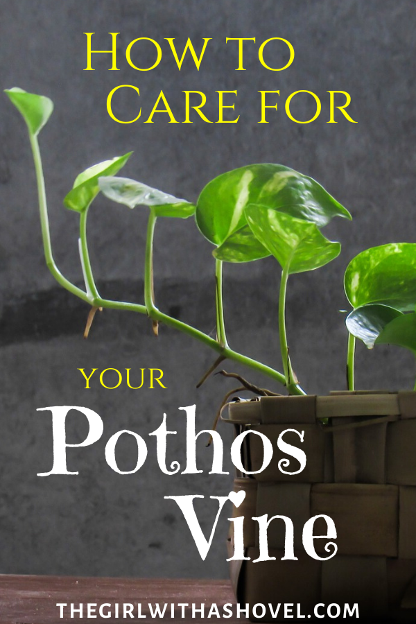 Pothos Vine Care The Girl With A Shovel