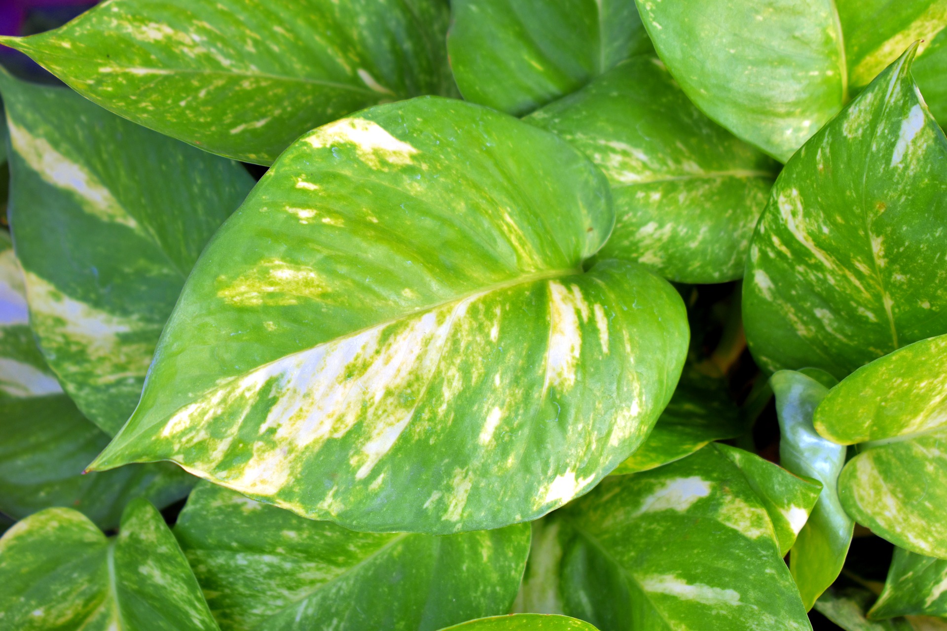 a pothos plant showing various shades of green and cream