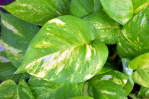 Pothos is on the list for poisonous houseplants for pets.