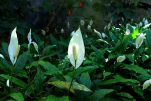 Peace Lily is on the list for hard to kill houseplants