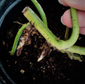 Propagating Pothos in Soil: Step 3 – Plant