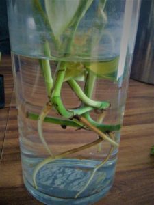 Propagating Pothos in Water: Step 3 – Plant