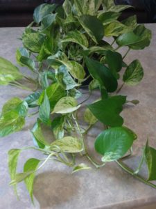 Propagating Pothos in Water: Step 1 – Get your cutting