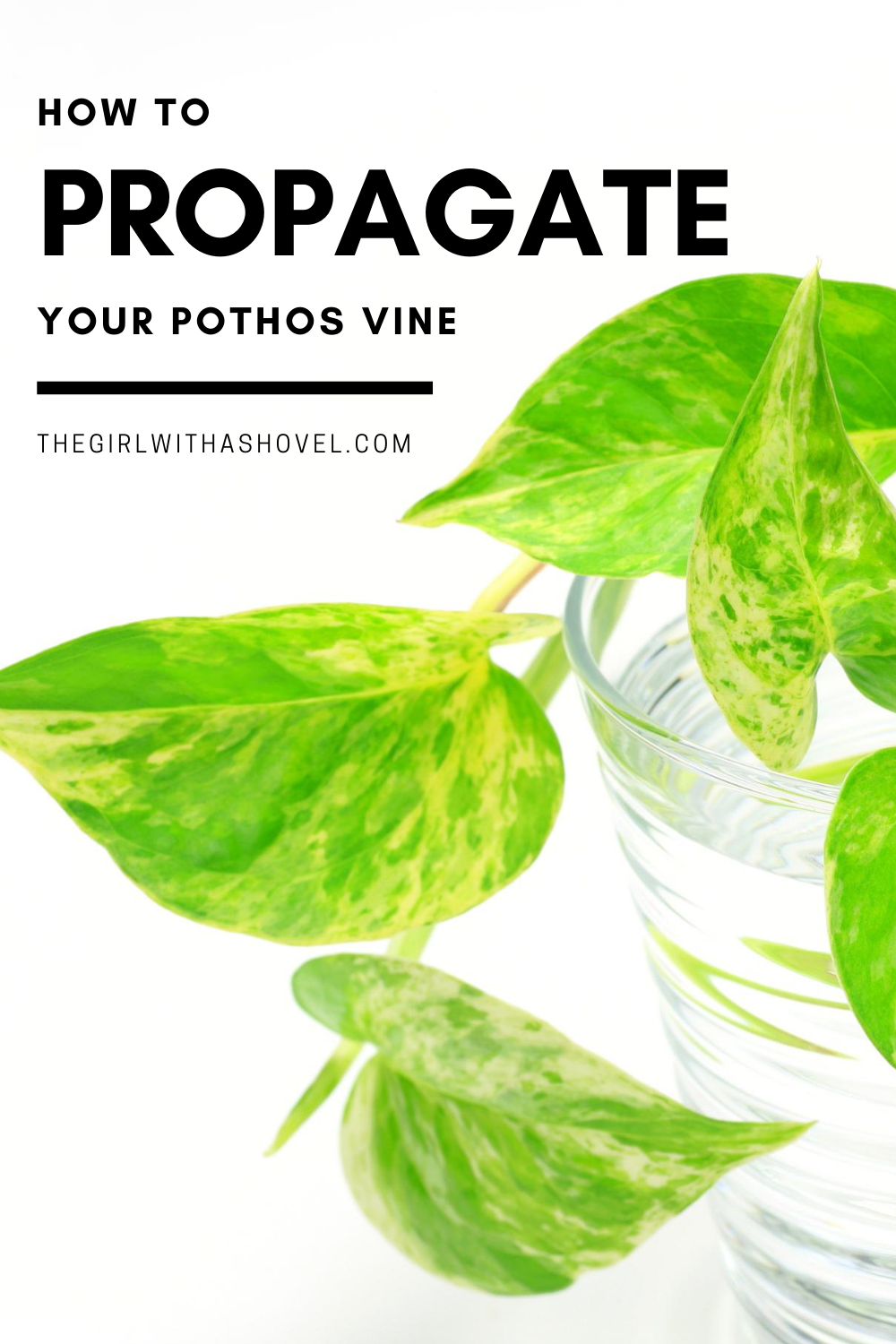 how-to-propagate-pothos-in-water-or-in-soil-the-girl-with-a-shovel