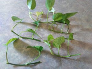 Propagating Pothos in Soil: Step 1 – Get your Cutting