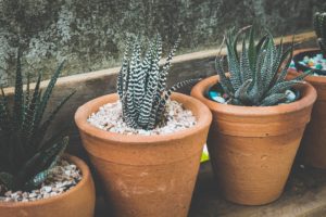 Taking Care of Succulents: Water