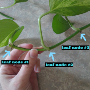 Pothos leave nodes one, two and three