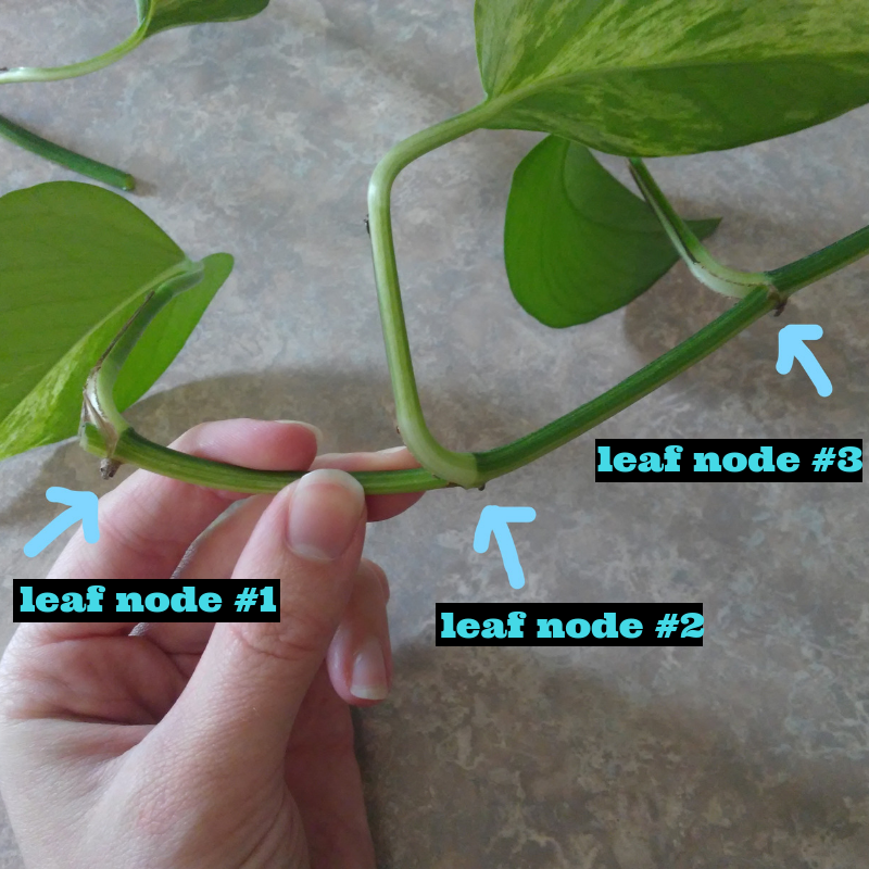 top 92+ Pictures how to prune pothos with pictures Completed