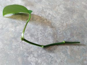 Propagating Pothos in Soil: Step 2 – Rooting Hormone