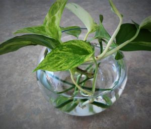 Propagating Pothos in Water: Step 2 – Place in water