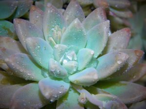 Taking Care of Succulents: Water