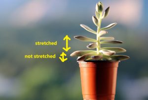 Taking Care of Succulents: Location and example of stretched leaves