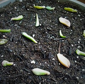 Propagating Succulents Step 3: Place on Top of Soil