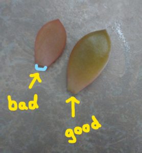 Propagating Succulents from Leaves good and bad example