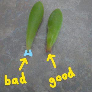 Propagating Succulents from Leaves good and bad example