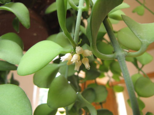 Hanging Succulents 6: String of Nickels – Dischidia nummularia