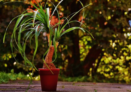 Modern Indoor Plants 3: Ponytail Palm – Beaucarnea recurvata