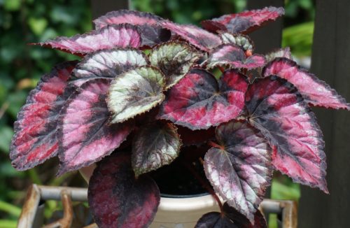 Colorful Indoor Plants 2: Fancy-leaf Begonia – Begonia spp.